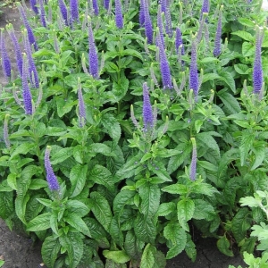 Blue Speedwell